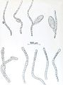 Hapalospongidion macrocarpum2